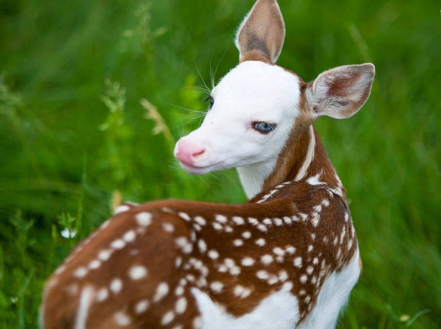 اجمل غزال في العالم .. طفرة