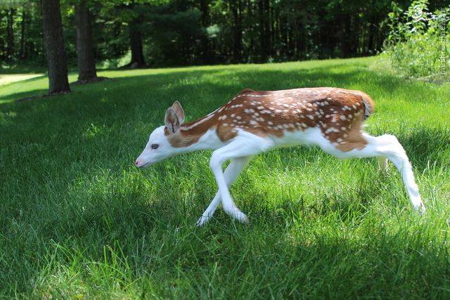 اجمل غزال في العالم .. طفرة