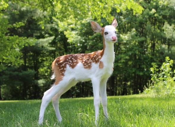 اجمل غزال في العالم .. طفرة